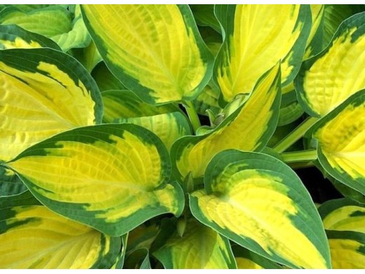 Хоста гибридная Хоста гибридная