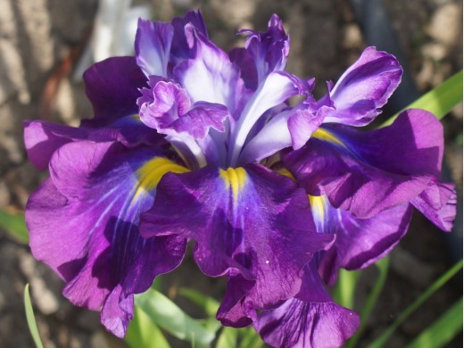 Ирис японский Ирис японский