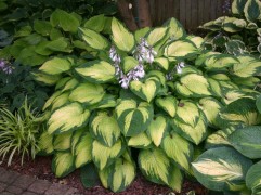 Хоста гибридная 