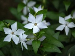 Барвинок малый 