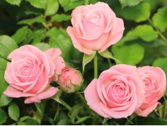 Роза спрей Роза спрей