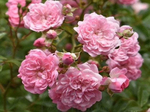 Роза штамбовая Роза штамбовая