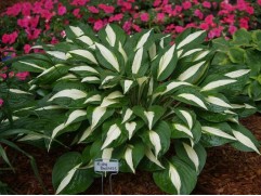 Хоста гибридная 