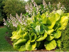 Хоста гибридная 