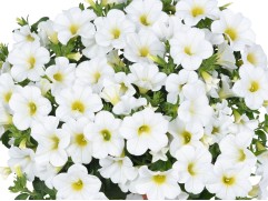 Калибрахоа 