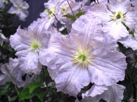 Клематис Клематис