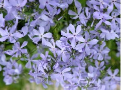 Флокс растопыренный 