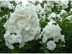 Флокс метельчатый 