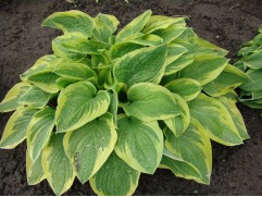 Хоста гибридная 