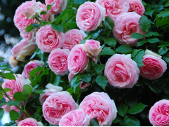 Роза плетистая 