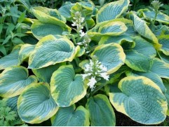 Хоста Зибольда 