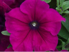 Петуния ампельная Петуния ампельная