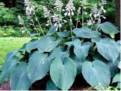 Хоста Форчуна 