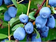 Жимолость Жимолость