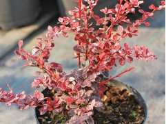 Барбарис Тунберга 