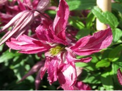 Клематис 
