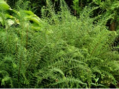 Кочедыжник женский 