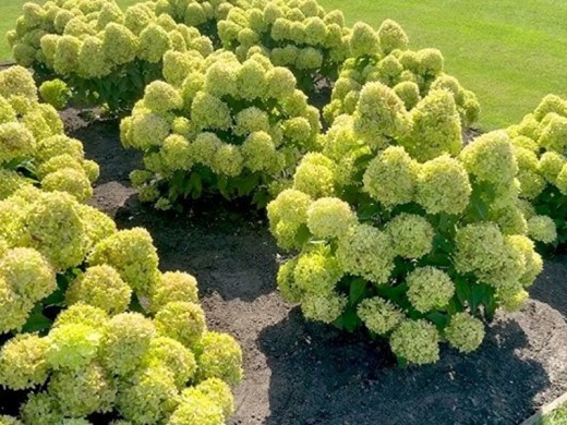 Гортензия метельчатая Гортензия метельчатая