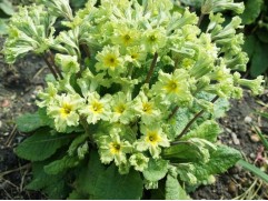 Примула гибридная 