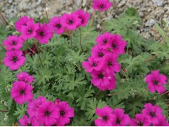 Герань садовая 