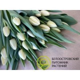 Тюльпан сорт 