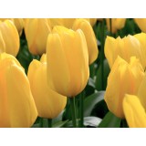 Тюльпан сорт 