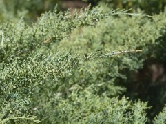 Можжевельник средний 