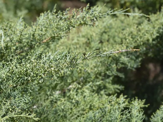 Можжевельник средний Можжевельник средний