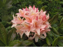 Рододендрон листопадный (азалия) 