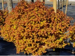 Спирея японская 