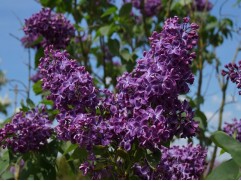 Сирень обыкновенная Сирень обыкновенная