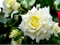 Роза плетистая 