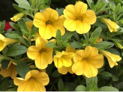 Петуния ампельная Петуния ампельная