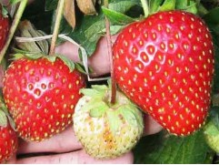 Земляника крупноплодная 