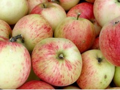 Яблоня Яблоня