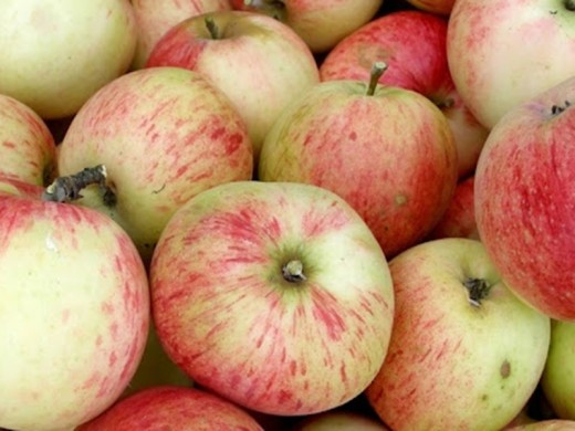 Яблоня Яблоня