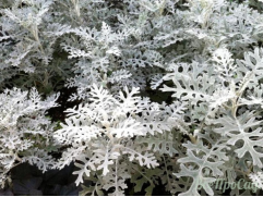 Цинерария морская 