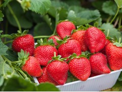 Земляника крупноплодная 