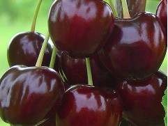 Черешня 