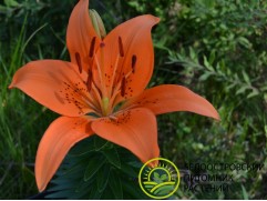 Лилия простая Лилия простая