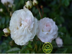 Роза флорибунда 