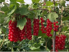 Смородина красная 