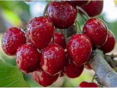Черешня 