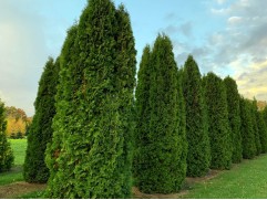 Туя западная Туя западная