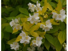 Чубушник венечный 