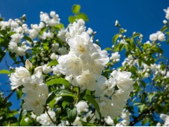 Чубушник венечный 