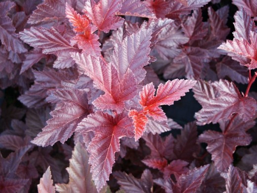 Пузыреплодник калинолистный Пузыреплодник калинолистный