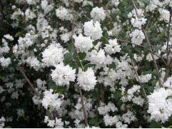 Чубушник виргинский 