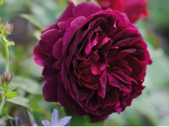 Роза английская 