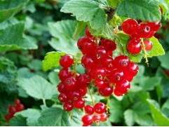 Смородина красная Смородина красная